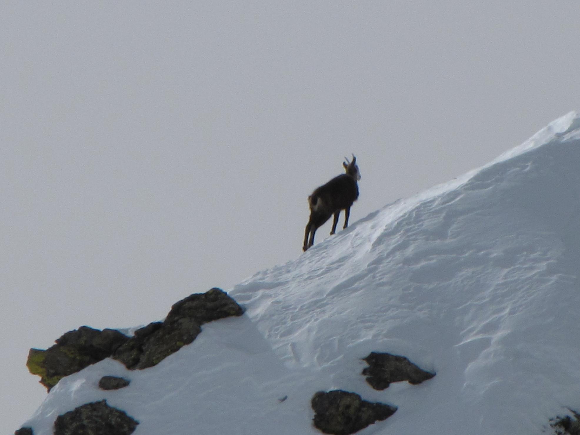 I camosci tornano a correre